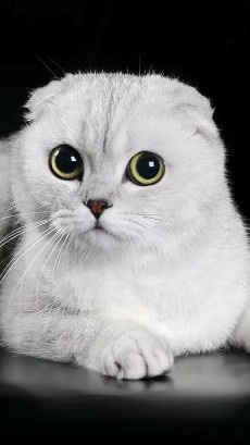 Кот